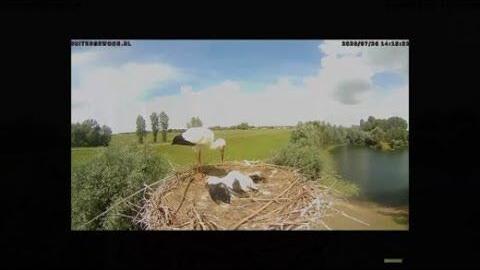 Stork can't stop mothering